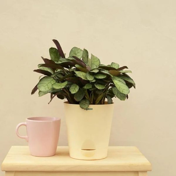 Calathea Prayer Indoor Live Plant with Pot | Medium Supply