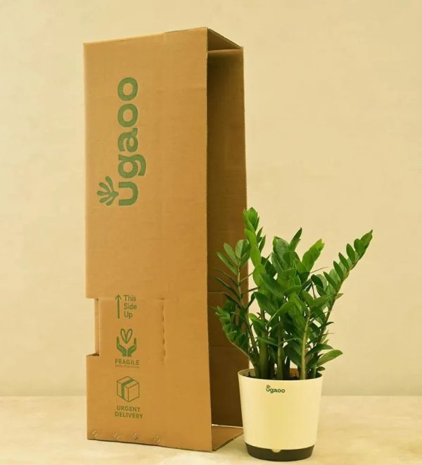 ZZ Plant - Big | Ugaoo Online Sale