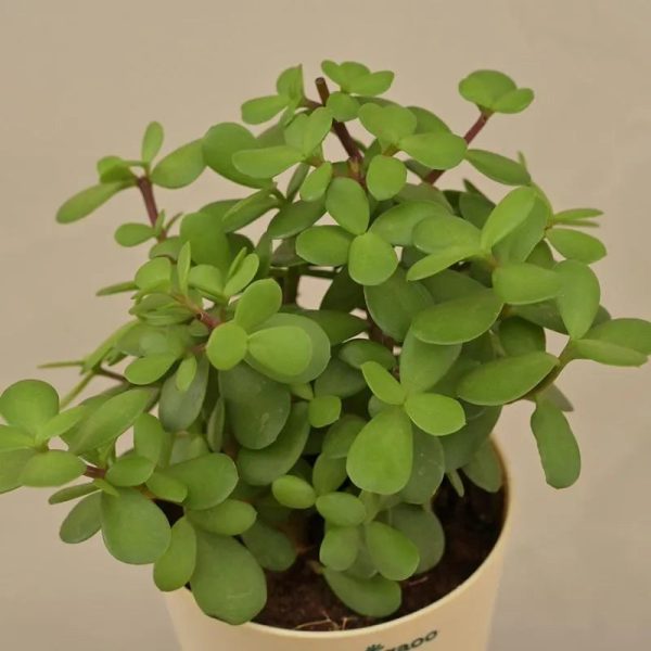 Good Luck Jade Live Plant with Self Watering Pot Online Sale