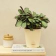 Calathea Prayer Indoor Live Plant with Pot | Medium Supply