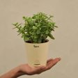 Good Luck Jade Live Plant with Self Watering Pot Online Sale