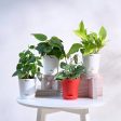 Combo of 4 Indoor Live Plants  With Pot - Money Plant Golden, Peperomia Green Creeper Plant, Satin Pothos Argyraeus Plant & Philodendron Oxycardium Green Plant Cheap