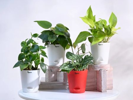 Combo of 4 Indoor Live Plants  With Pot - Money Plant Golden, Peperomia Green Creeper Plant, Satin Pothos Argyraeus Plant & Philodendron Oxycardium Green Plant Cheap