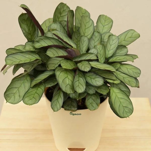 Calathea Prayer Indoor Live Plant with Pot | Medium Supply