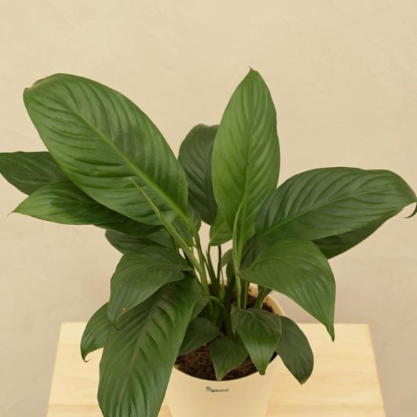 Peace Lily Natural Live Indoor Plant | Medium on Sale