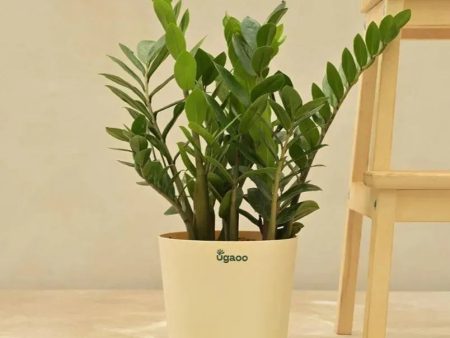 ZZ Plant - Big | Ugaoo Online Sale