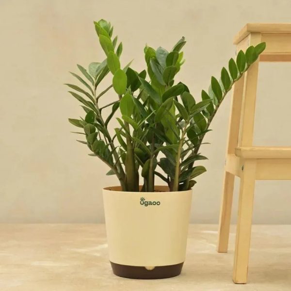 ZZ Plant - Big | Ugaoo Online Sale