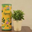 Good Luck Jade Live Plant with Self Watering Pot Online Sale