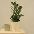 Zamia ZZ Green Indoor Plant with Self Watering Pot | Medium Online Hot Sale