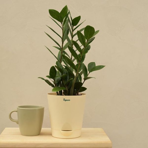 Zamia ZZ Green Indoor Plant with Self Watering Pot | Medium Online Hot Sale