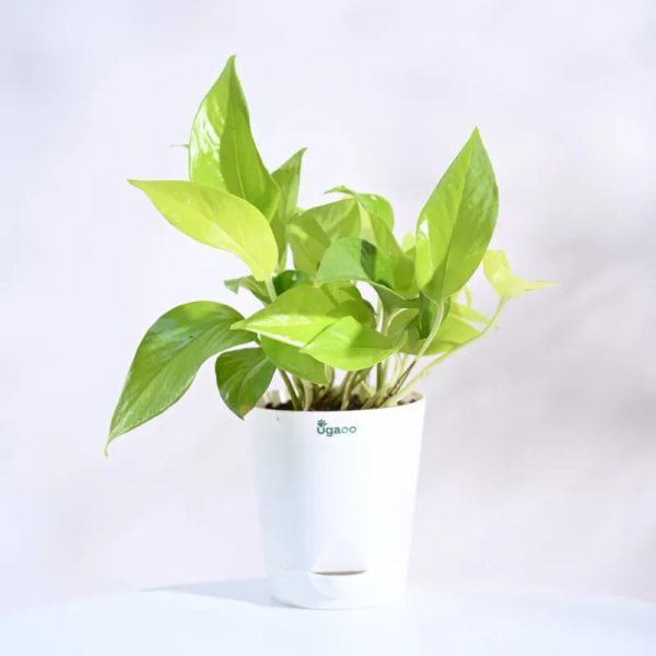 Combo of 4 Indoor Live Plants  With Pot - Money Plant Golden, Peperomia Green Creeper Plant, Satin Pothos Argyraeus Plant & Philodendron Oxycardium Green Plant Cheap