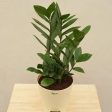 Zamia ZZ Green Indoor Plant with Self Watering Pot | Medium Online Hot Sale