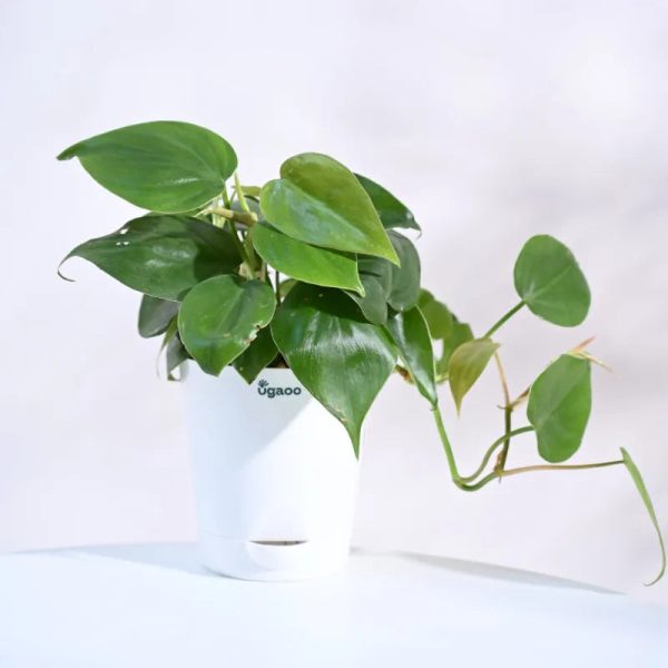 Combo of 4 Indoor Live Plants  With Pot - Money Plant Golden, Peperomia Green Creeper Plant, Satin Pothos Argyraeus Plant & Philodendron Oxycardium Green Plant Cheap