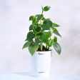 Combo of 4 Indoor Live Plants  With Pot - Money Plant Golden, Peperomia Green Creeper Plant, Satin Pothos Argyraeus Plant & Philodendron Oxycardium Green Plant Cheap