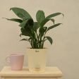 Peace Lily Natural Live Indoor Plant | Medium on Sale