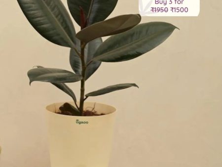 Rubber Natural Live Indoor Plant | Medium Online now