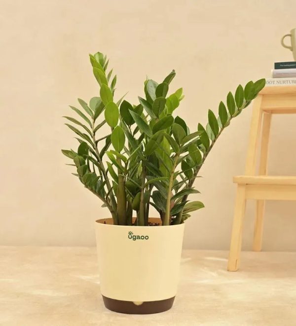 ZZ Plant - Big | Ugaoo Online Sale