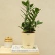 Zamia ZZ Green Indoor Plant with Self Watering Pot | Medium Online Hot Sale