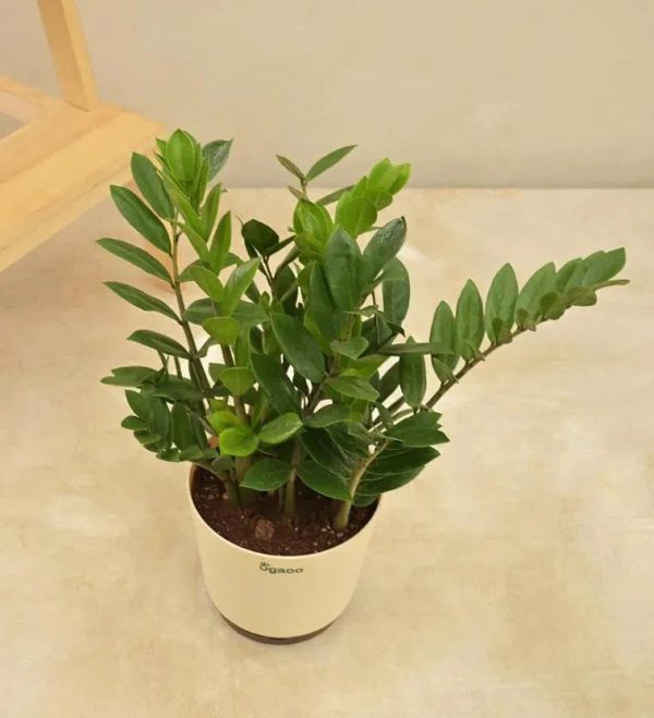 ZZ Plant - Big | Ugaoo Online Sale