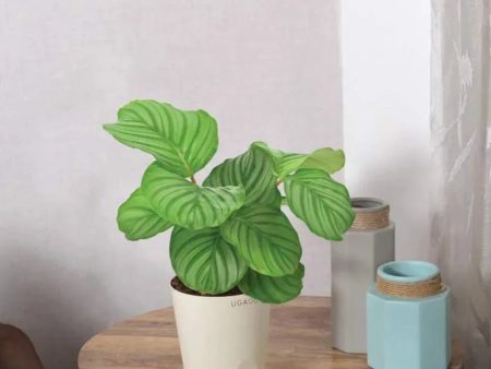 Calathea Orbifolia - Medium Online Hot Sale