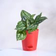 Combo of 4 Indoor Live Plants  With Pot - Money Plant Golden, Peperomia Green Creeper Plant, Satin Pothos Argyraeus Plant & Philodendron Oxycardium Green Plant Cheap