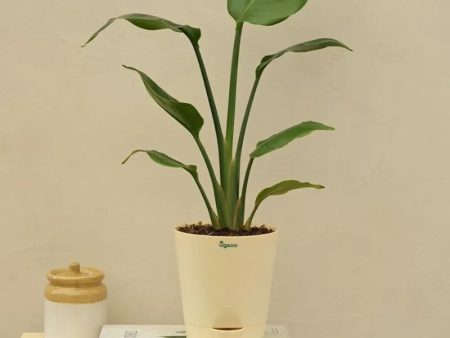 Bird of Paradise Natural Live Indoor Plant with Pot | Medium Online Hot Sale