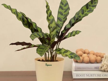 Calathea Rattlesnake Plant Natural Live Indoor Plant with Pot Sale