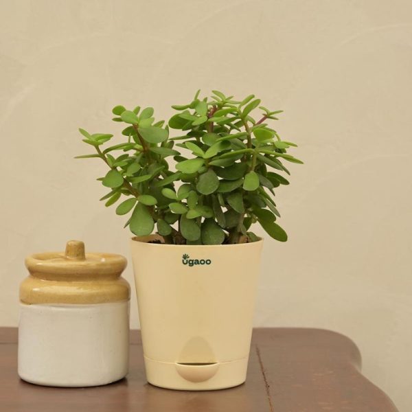 Good Luck Jade Live Plant with Self Watering Pot Online Sale