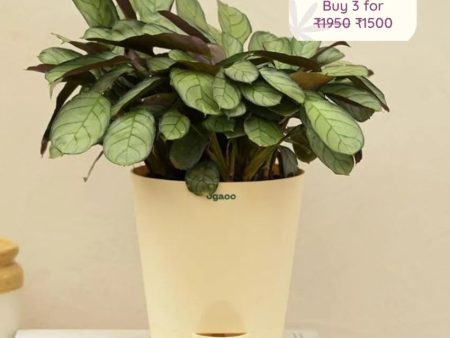 Calathea Prayer Indoor Live Plant with Pot | Medium Supply