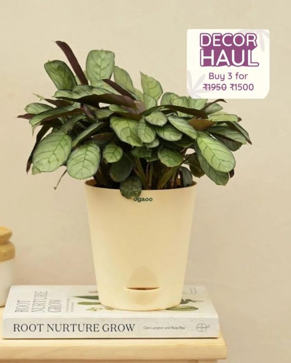 Calathea Prayer Indoor Live Plant with Pot | Medium Supply