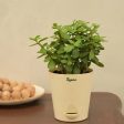 Good Luck Jade Live Plant with Self Watering Pot Online Sale