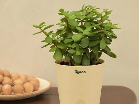 Good Luck Jade Live Plant with Self Watering Pot Online Sale