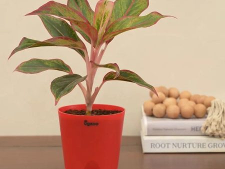 Aglaonema Red Indoor Plant With Self Watering Pot | Small Sale