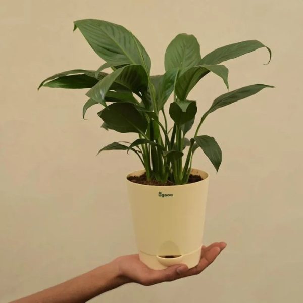 Peace Lily Natural Live Indoor Plant | Medium on Sale