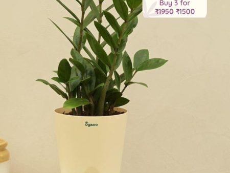 Zamia ZZ Green Indoor Plant with Self Watering Pot | Medium Online Hot Sale