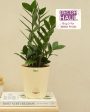 Zamia ZZ Green Indoor Plant with Self Watering Pot | Medium Online Hot Sale