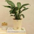 Peace Lily Natural Live Indoor Plant | Medium on Sale