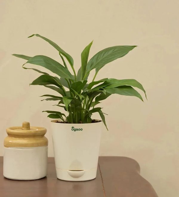 Peace Lily Live Plant Discount