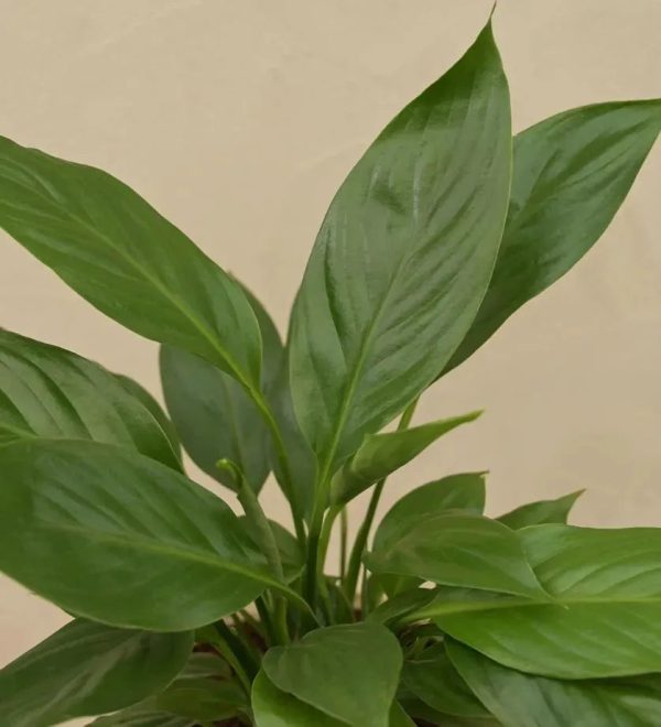 Peace Lily Live Plant Discount