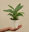 Peace Lily Live Plant Discount