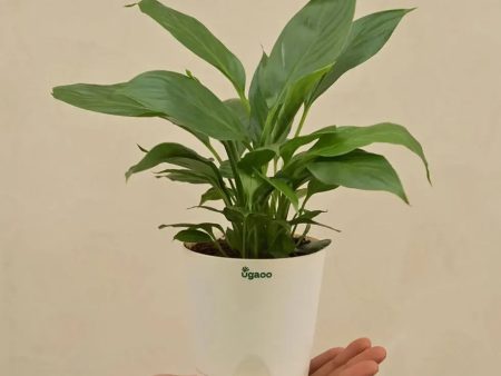 Peace Lily Live Plant Discount