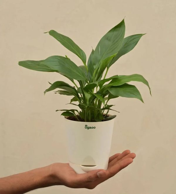 Peace Lily Live Plant Discount