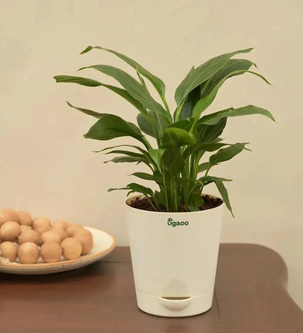 Peace Lily Live Plant Discount